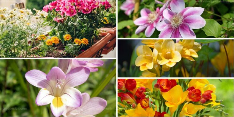 Top Tips to Care for Freesias for Lush Growth