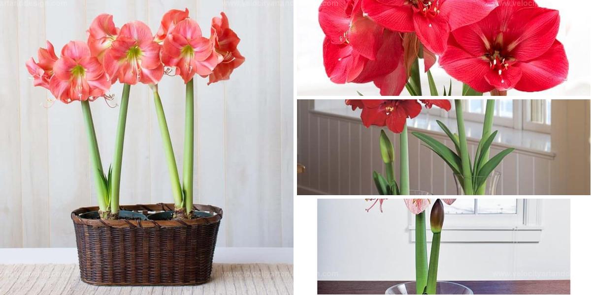 Best Amaryllis To Grow In Pots