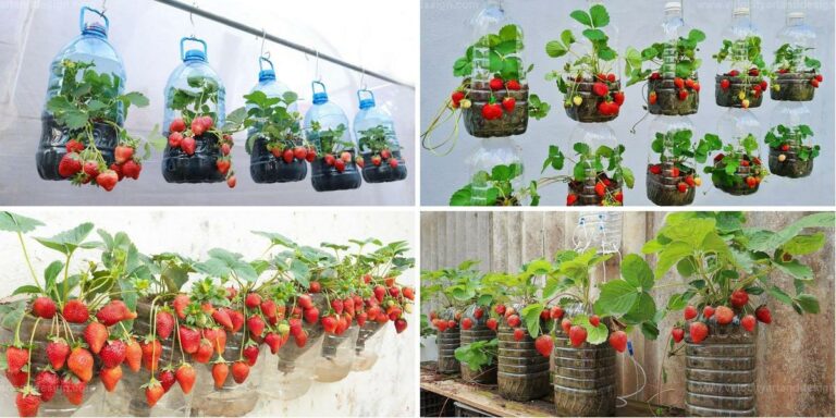 Top Strawberry Container Gardening Guide