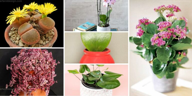 Top Houseplants Ideal for Gifting