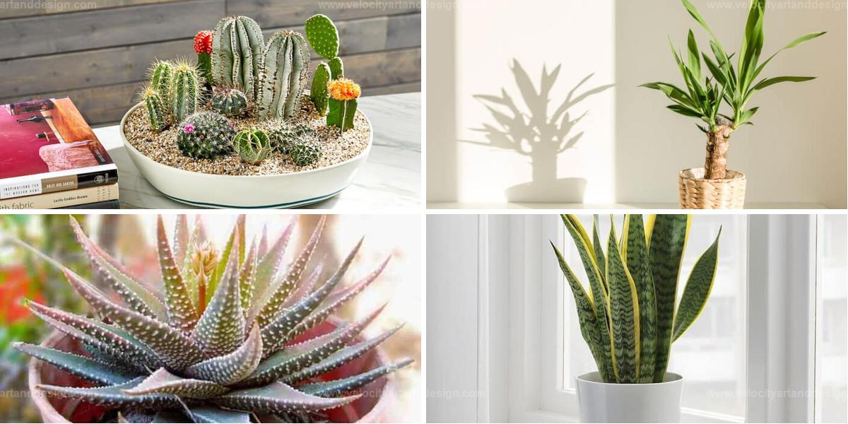 Top Spiky Indoor Plants