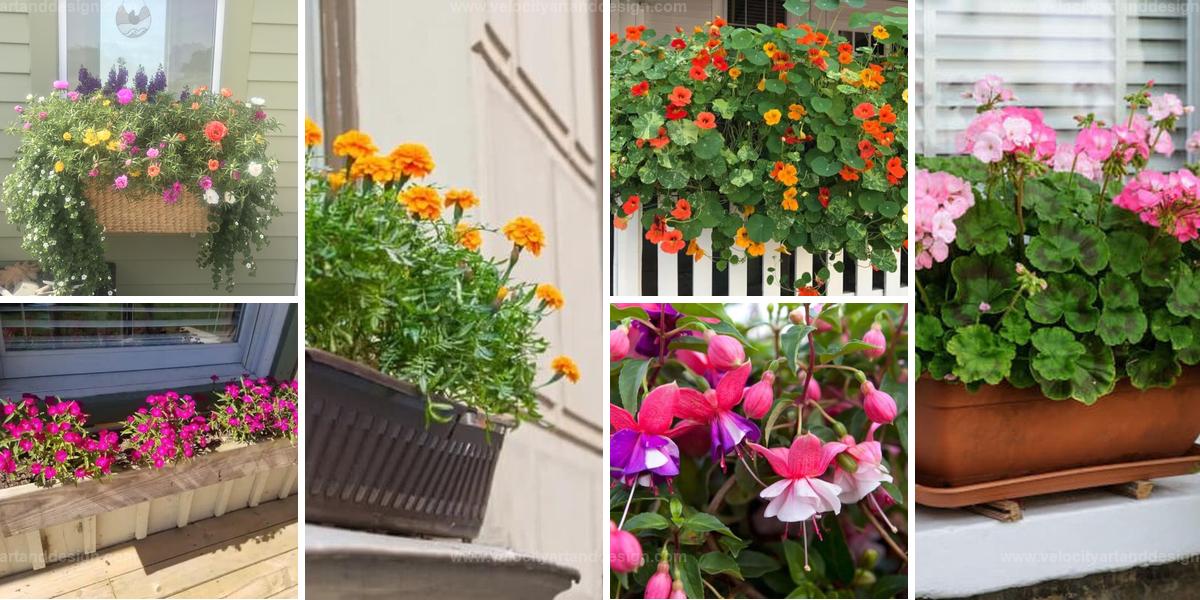 Best Flowers For Window Boxes