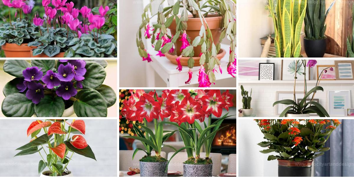 Best Indoor Plants for Vibrant Winter Decor