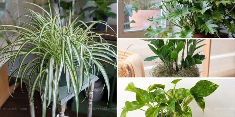 Best Dark-Tolerant Houseplants