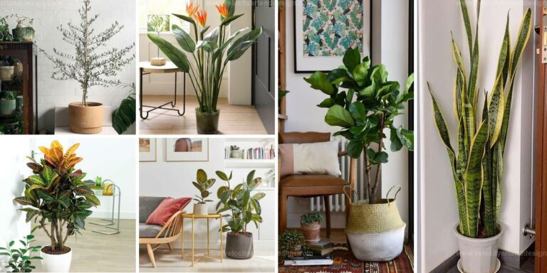 Best Large Houseplants