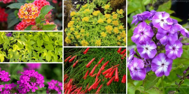 Best Sun-Loving Plants for Planter Boxes