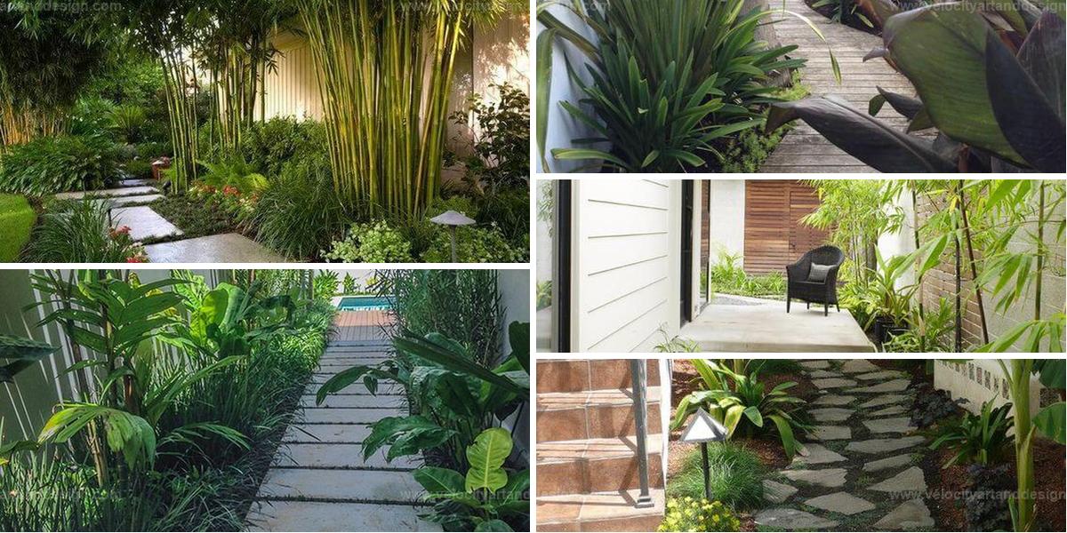 Top Tropical Plants for Side Yards