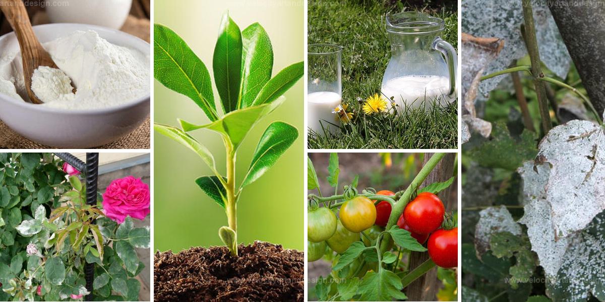 Best Milk Powder Uses In Garden