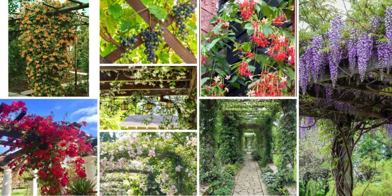 Best Pergola-Friendly Plants for Extra Charm