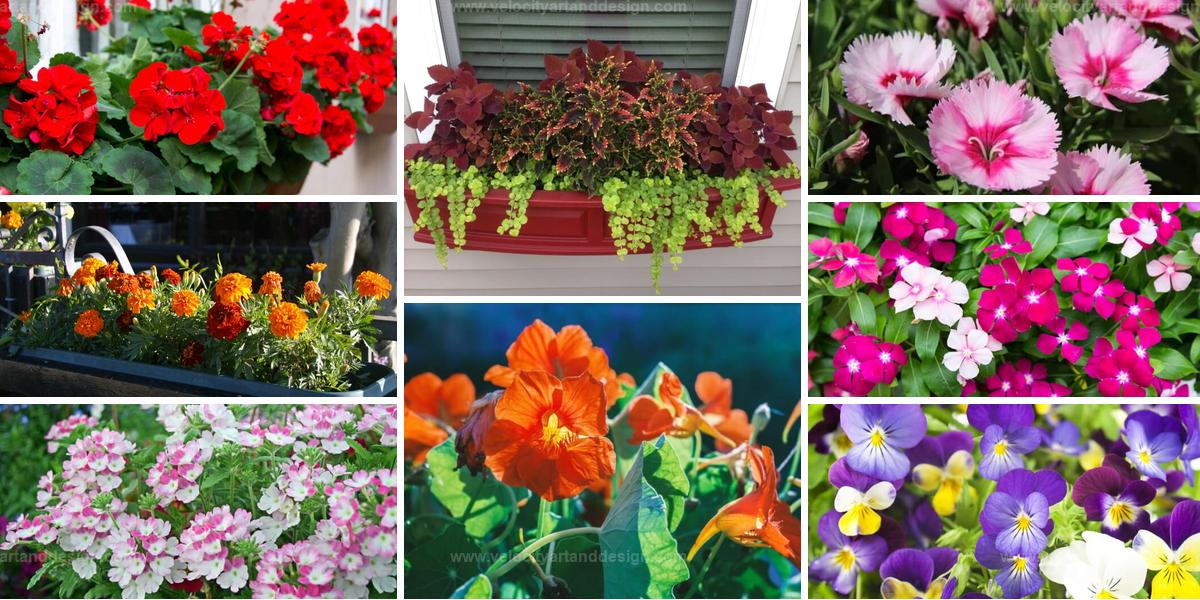 Best Flowers Perfect for Window Boxes