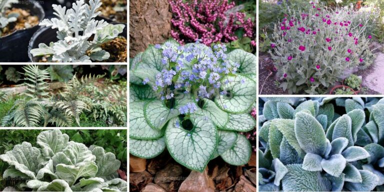 Top Silver Foliage Plants