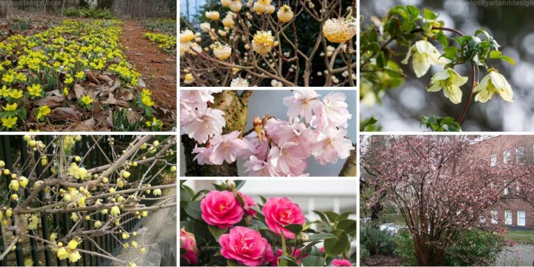 Top Bright Flowering Shrubs