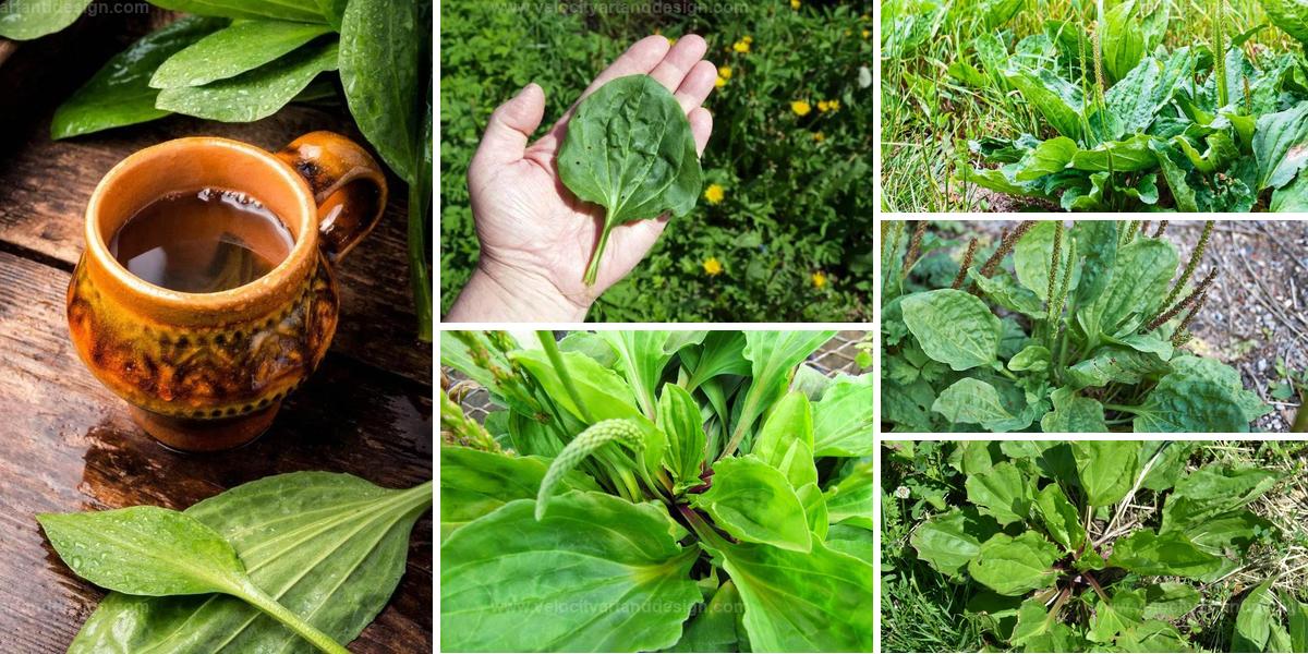 Best Benefits of Broadleaf Plantain Herb