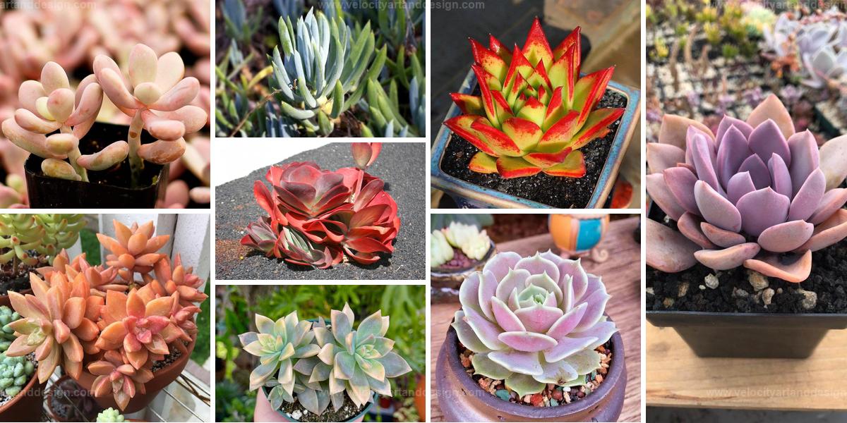 Best Color-Changing Succulent Varieties