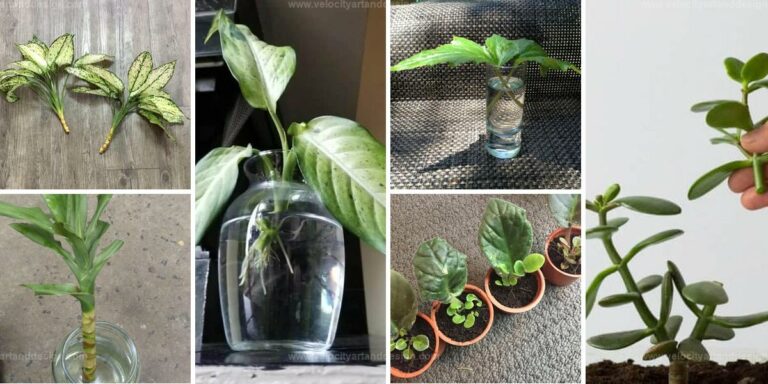 Best Houseplants to Easily Propagate