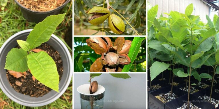 Best Steps for Growing Pecan Trees from Seed