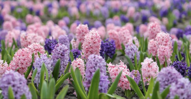 Care for Hyacinth Bulbs in Water Post-Bloom