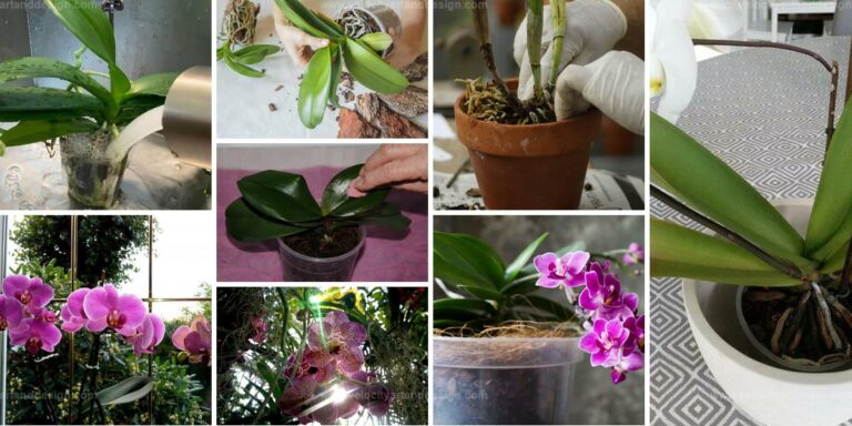 Best Tips to Avoid Orchid Mistakes