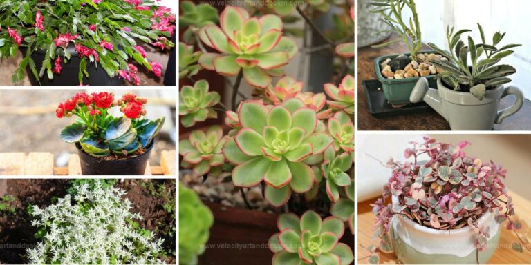 Best Succulents That Thrive in Shade