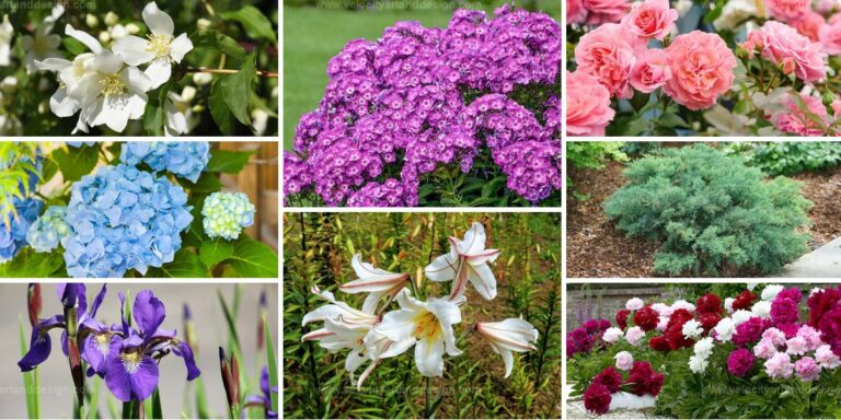 Best Foundation Plants