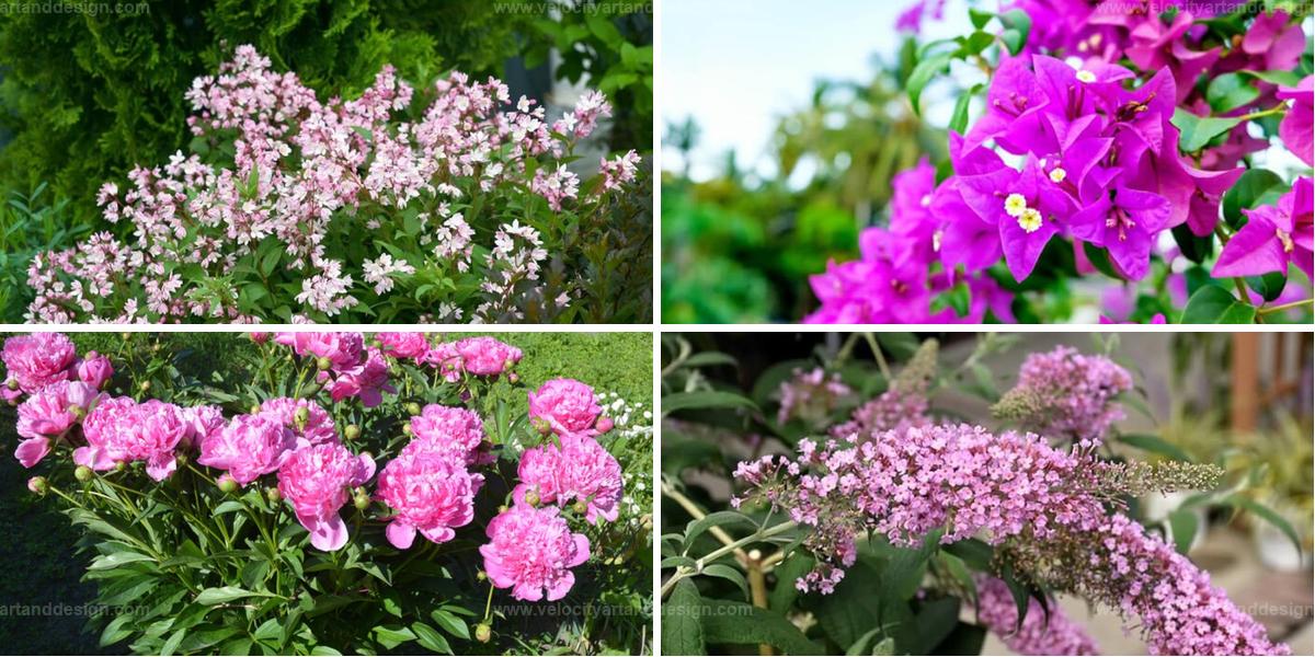 Best Pink Flower Bushes