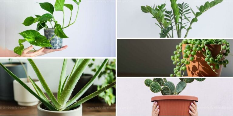 Best Succulents For Feng Shui