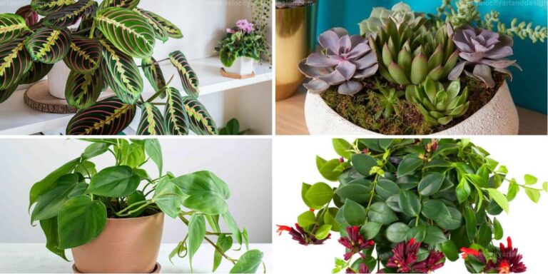 Top Apartment Plants