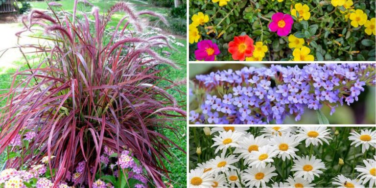 Best Gorgeous Plants for Sunny Borders