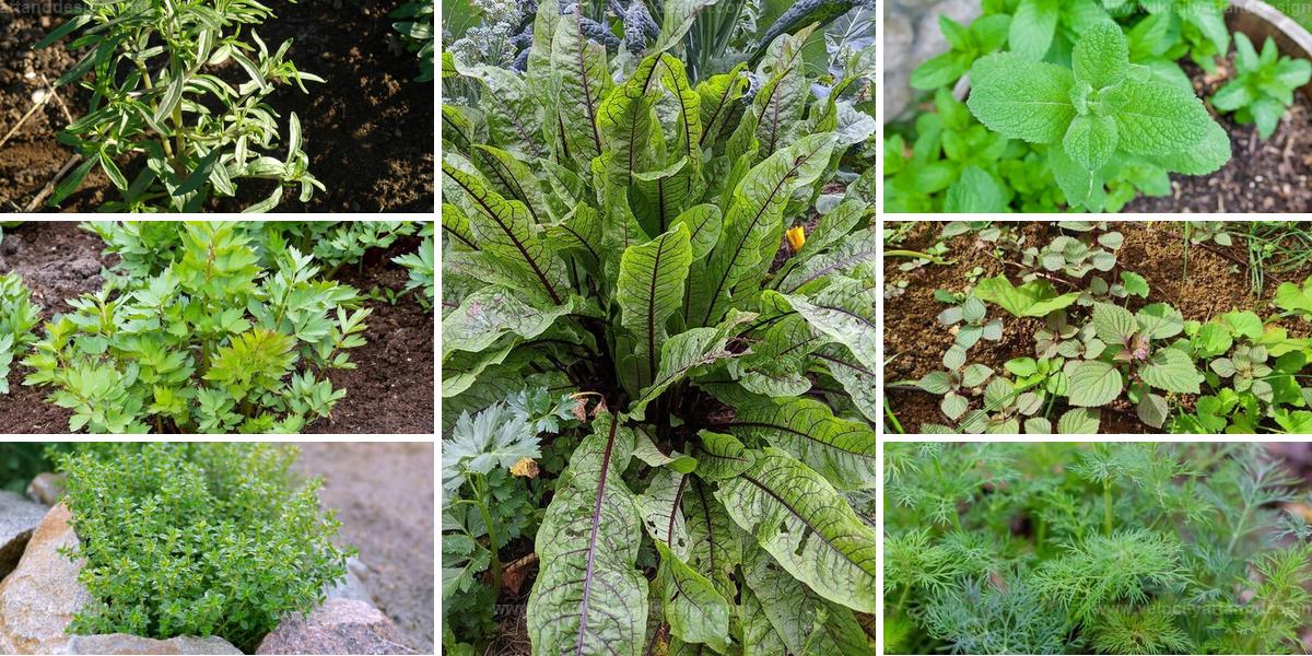 Best Herbs for Shaded Gardens