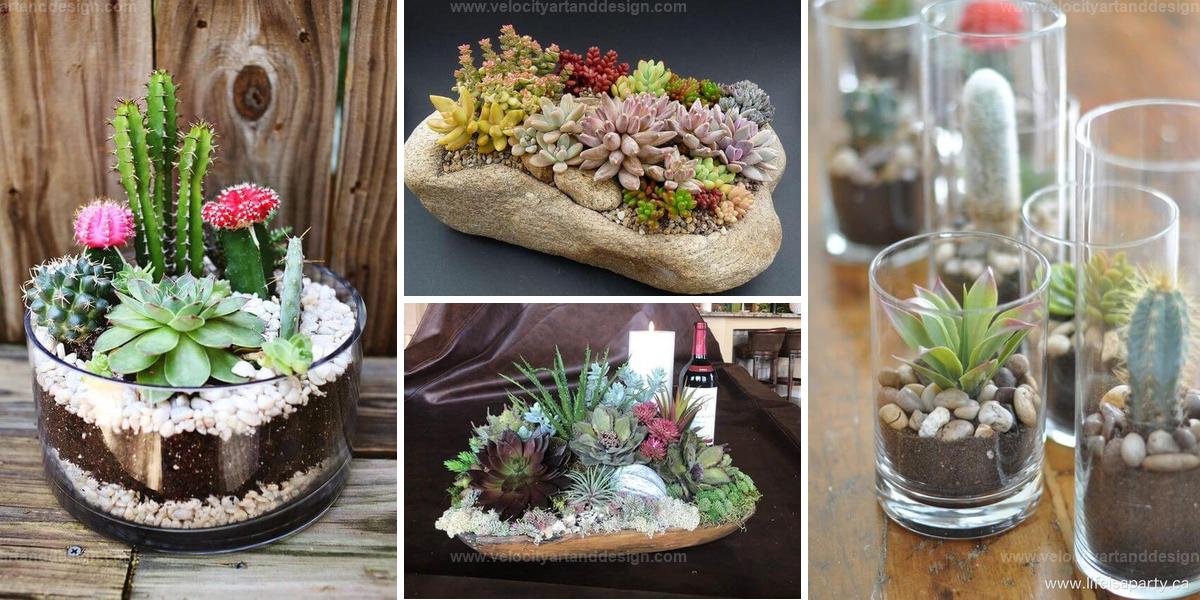 Best DIY Cactus & Succulent Dish Gardens