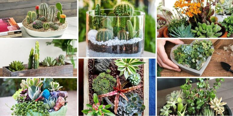 Top Cactus And Succulent Dish Garden Ideas