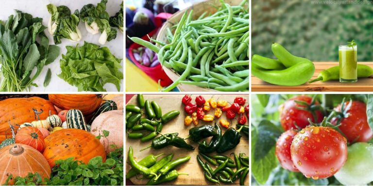 Best Summer Vegetables