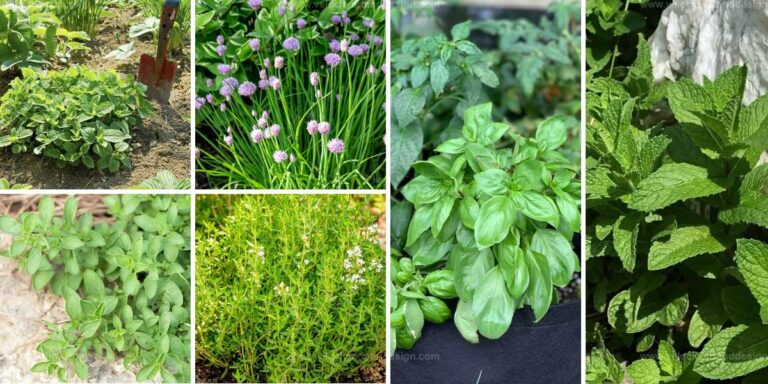 Best Heat-Loving Herbs