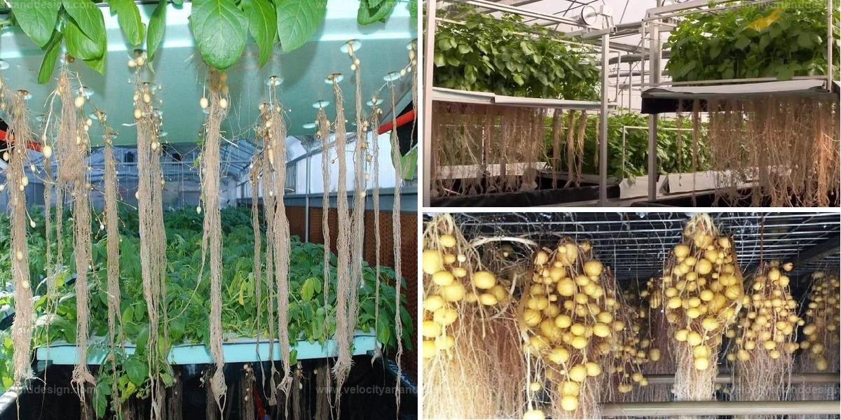 Top Soil-Free Method for 10x Potato Yields