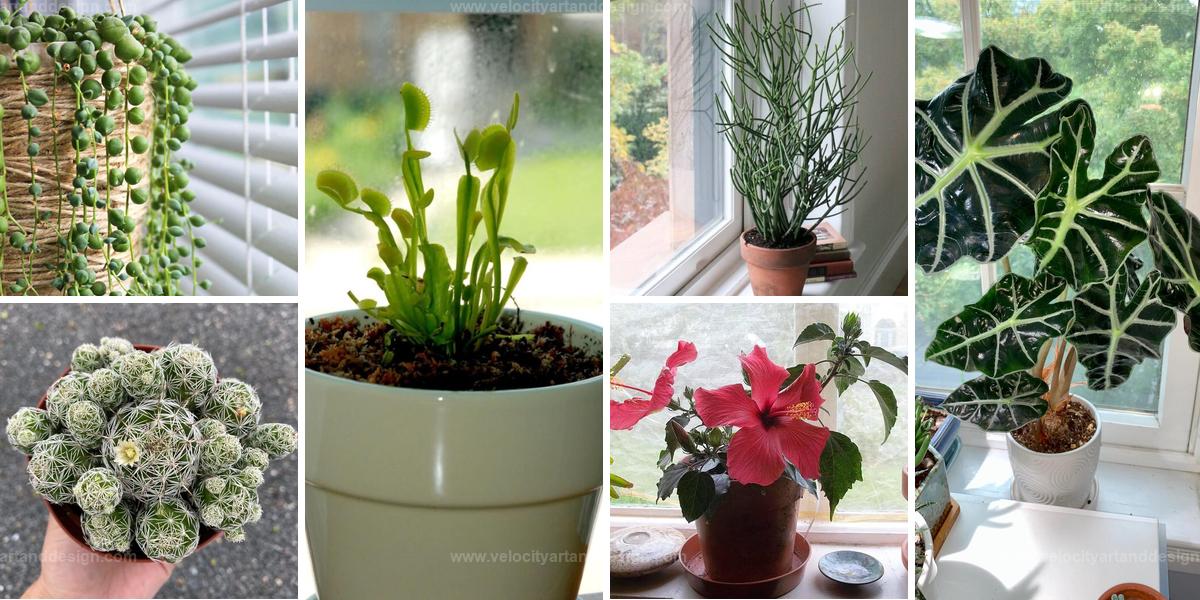 Top Window Plants