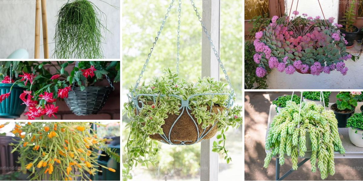 Best Hanging Succulents for Stunning Decor