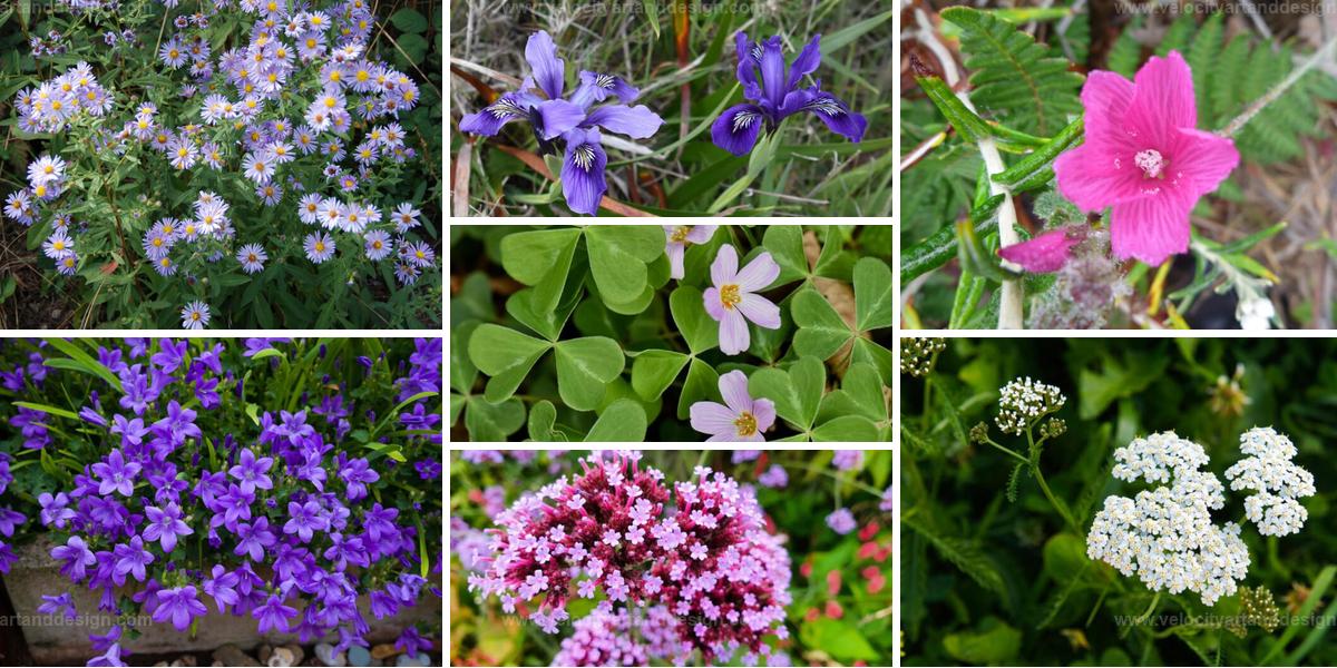 Top California Groundcover Plants