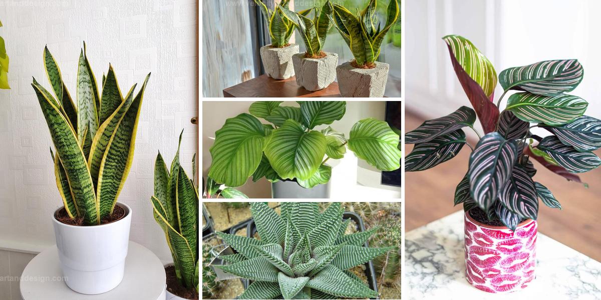 Top Indoor Plants with Zebra-Like Leaves