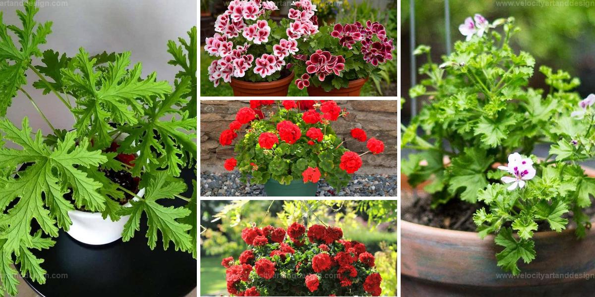 Best Secrets for Continuous Geranium Blooms