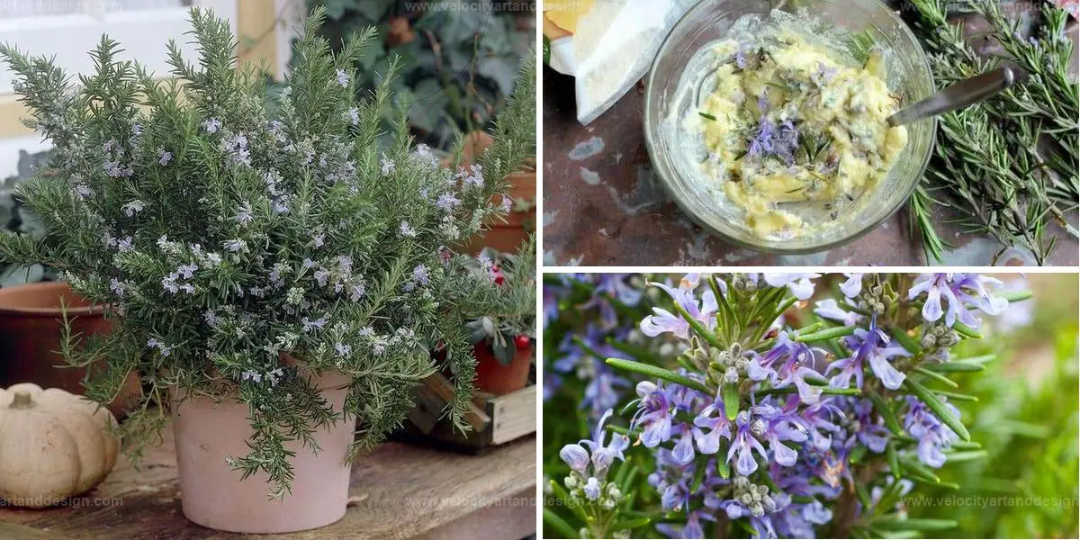 Best Uses for Rosemary Flowers