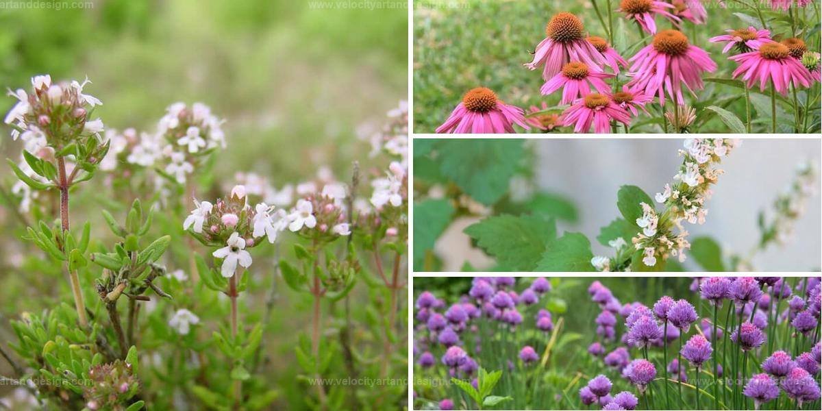 Top Flowering Herbs