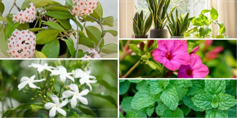 Top Smelling Houseplants