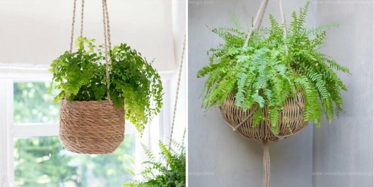 Best Houseplants for Hanging Baskets