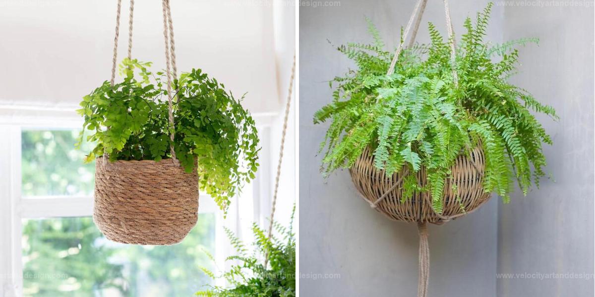 Best Houseplants for Hanging Baskets