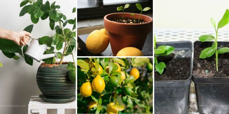 Top Steps to Grow Lemon Trees from Seed