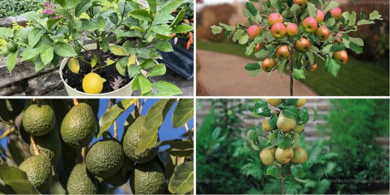 Best Fruit Trees For Containers