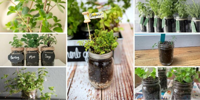 Top Herbs For Mason Jars