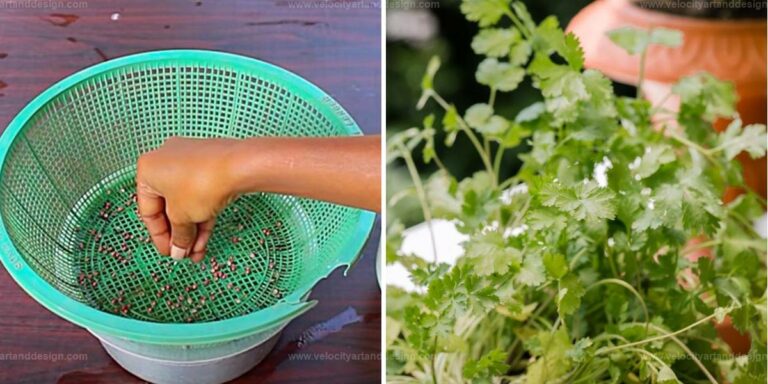 Best Steps to Grow Coriander in Water at Home