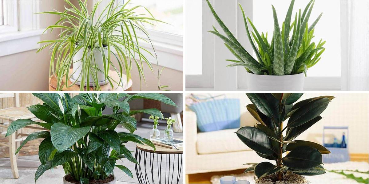 Best Indoor Plants to Support Lung Health