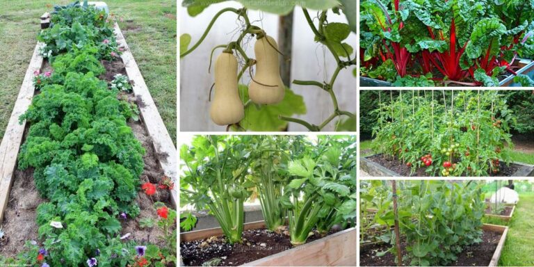 Top Veggies for Raised Bed Gardening